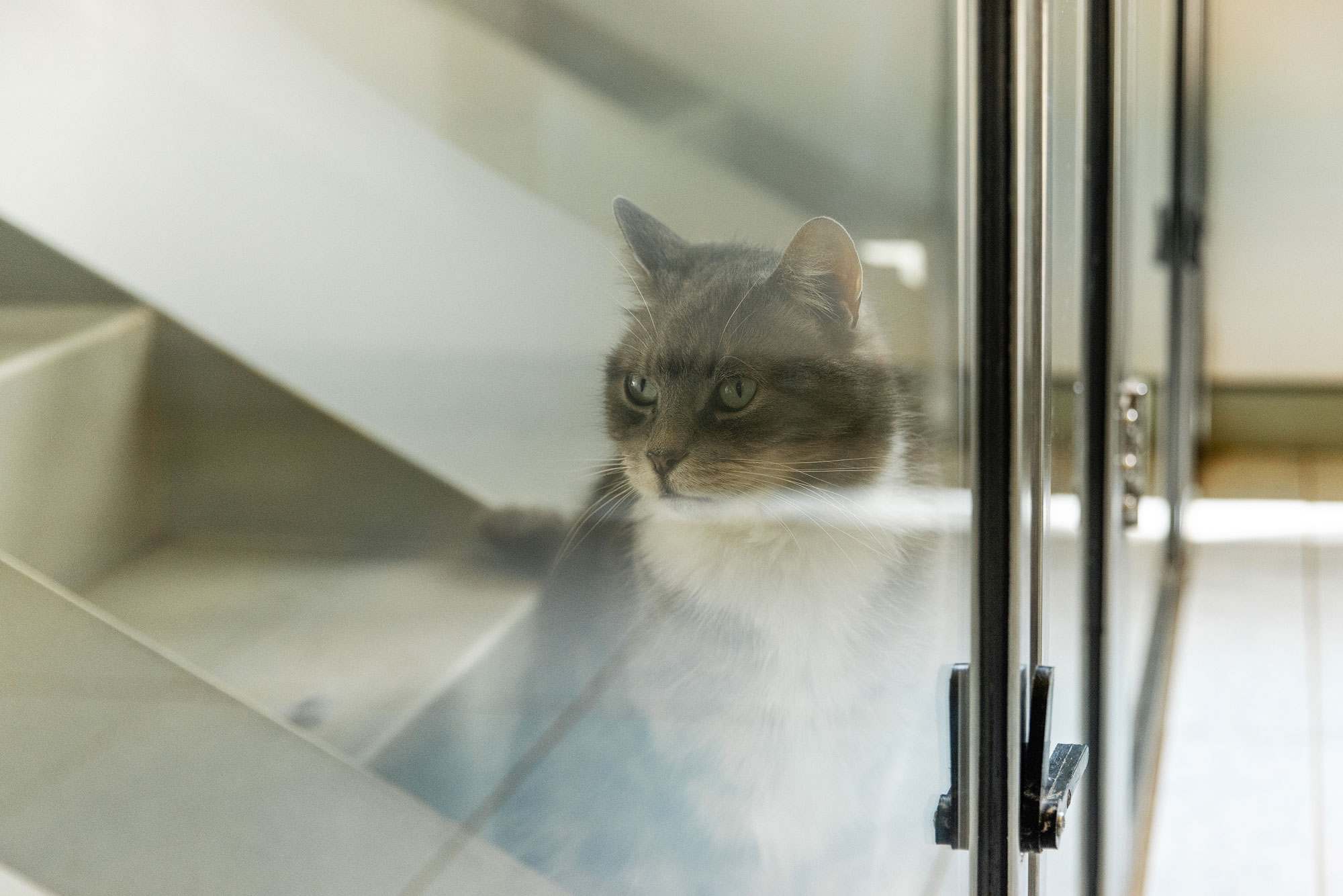 A cat up for adoption behind glass in the All Creatures Great and Small cattery