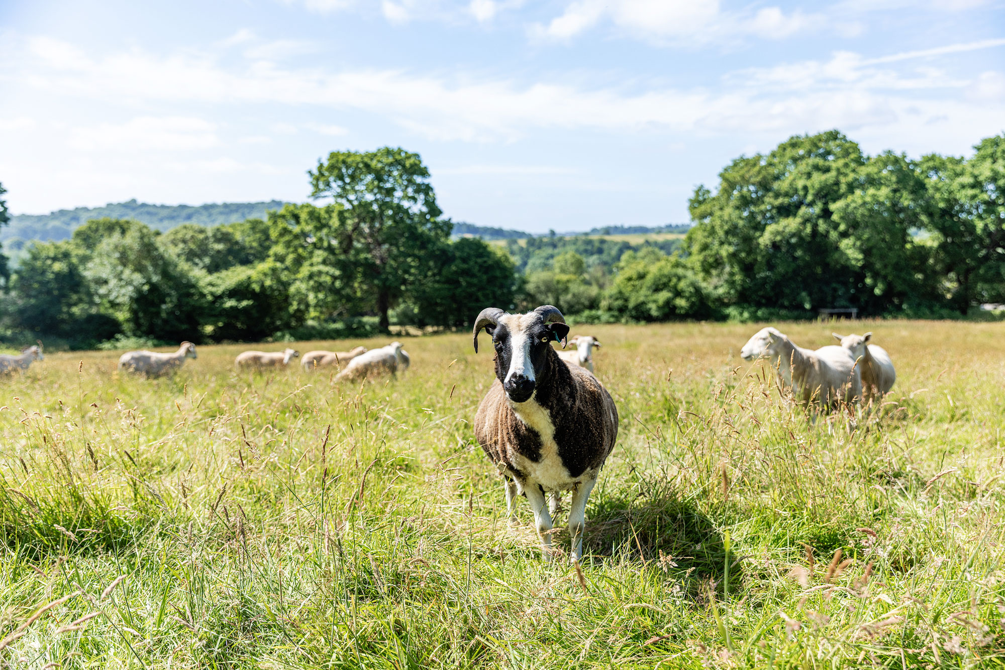 Resident sheep at All Creatures Great and Small animal sanctuary