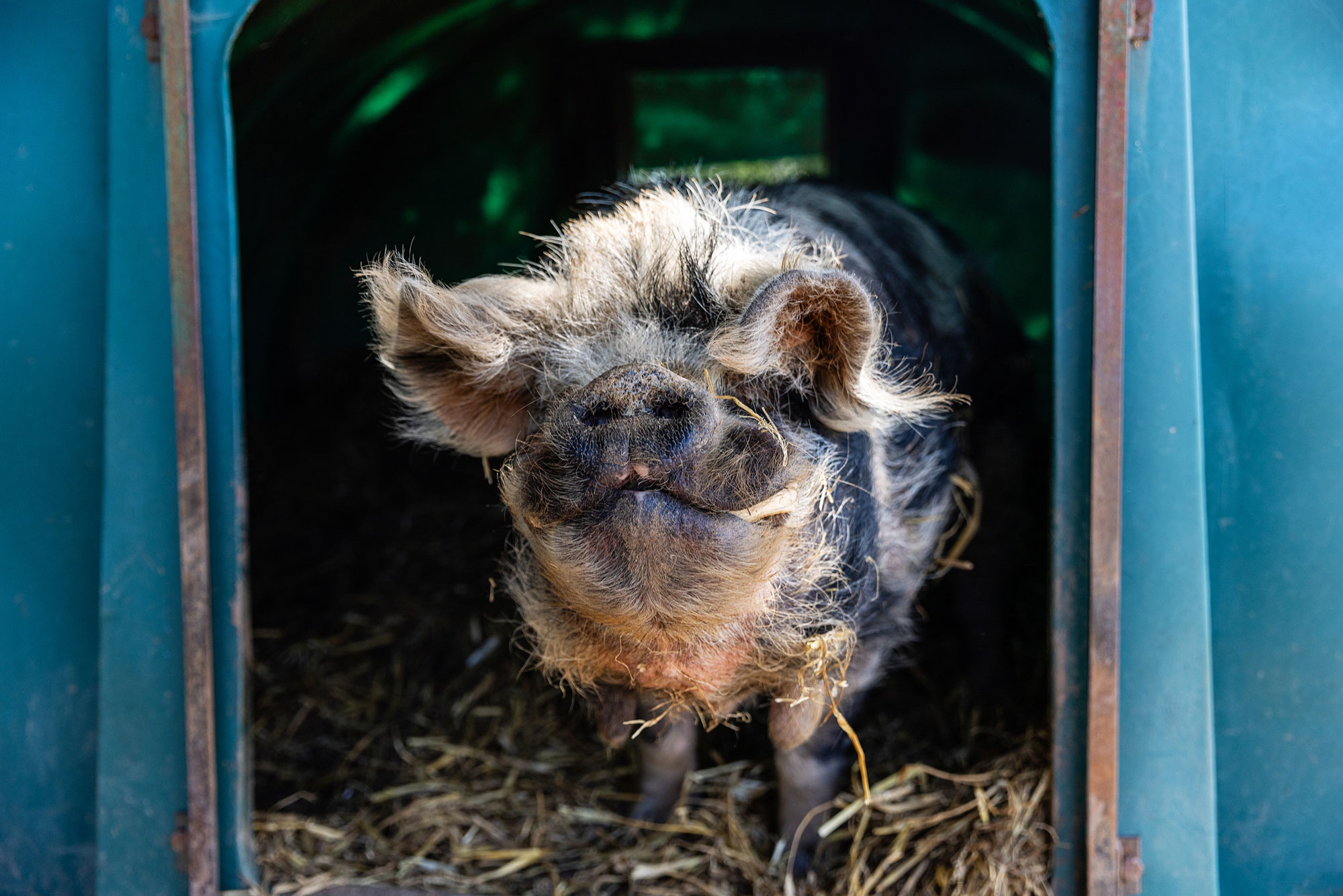 A resident pig at All Creatures Great and Small animal  sanctuary