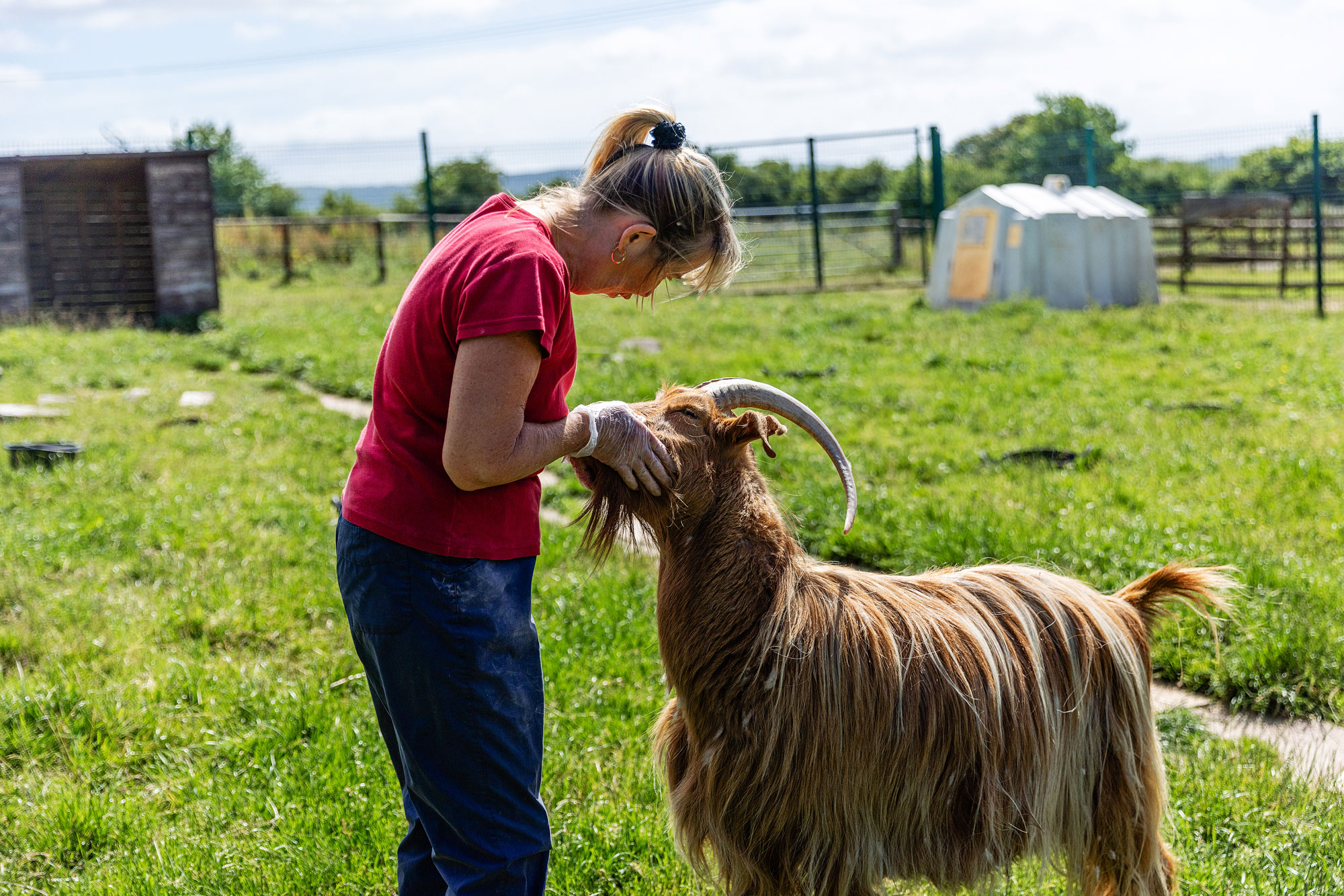 An All Creatures Great and Small volunteer with a sanctuary goat